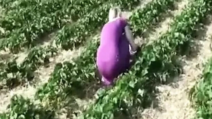 Blonde German Babe Sucks Cock After Strawberry Picking - Outdoor POV Fuck