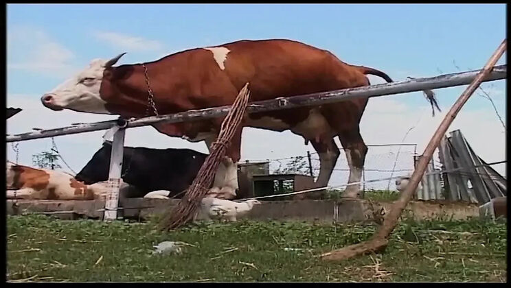 Vintage Blonde MILF Gets Rough Outdoor Fuck on Farm